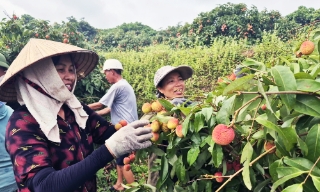 Phúc Hòa: Doanh thu từ vải sớm ước đạt hơn 270 tỷ đồng